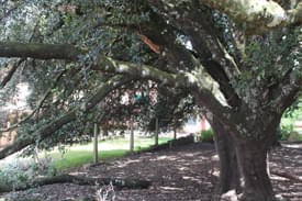 Government Arts College Ooty Campus photo 9